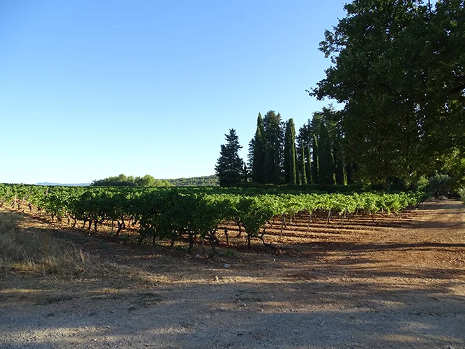 Vins Breban